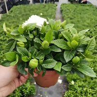 Fleur de Gardenia Naturelle Véritable de Qualité Supérieure, Directement de l'Usine, Fleur Blanche Ornementale, Bonsaï, Décoration, Cadeau, Fournisseur de Fleurs Réelles