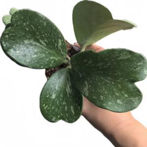 Hoya <span class=keywords><strong>Kerri</strong></span> Splash en pot de 9 cm avec des feuilles en forme de cœur argentées (2-3 feuilles) |   Succulente rare et variée pour la décoration intérieure - Product Image 2