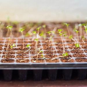 Plantation Réutilisable Grow Room Sprouter Germination Starter 1020 60 72 128 200 288 Cellules Ps Plateaux De Semences De Pépinière En Plastique Pour Jardin - Product Image 3