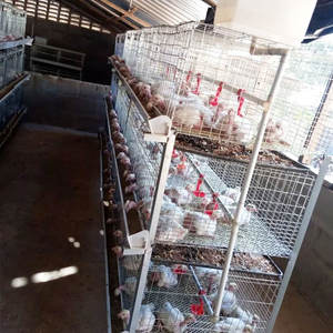 Buona qualità Broiler pollaio H tipo 60/80 uccelli animale avicolo sistema di allevamento zincato batteria polli gabbie per polli - Product Image 1