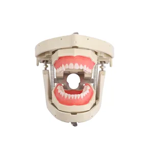 Modelo de cabeza dental de fábrica modelo de entrenamiento de enseñanza Escuela estudio universitario simulador dental