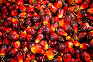 Prix de gros Huile de palme AGRIMAX 99,9 % pure, de haute qualité, faite à la main, naturelle, en vrac, de qualité alimentaire, fractionnée, d'origine américaine - Product Image 5
