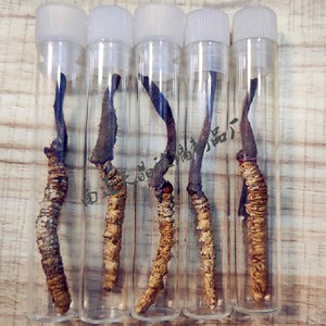 Tube à essai en verre Tianjing Cordyceps 3 ml à fond plat avec bouchon, en borosilicate de haute qualité, pour le stockage d'herbes - Product Image 1