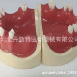 Modèle dentaire anatomique Dt, bouche complète, pratique médicale, silicone M2026 - Product Image 1