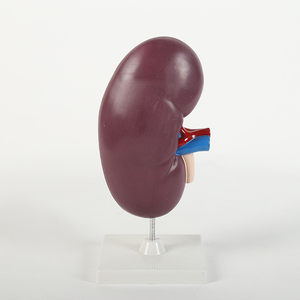 Y tế khoa học PVC thận giải phẫu mô hình y tế khoa học giảng dạy Viện trợ cho sinh học & y học cho trẻ em - Product Image 2