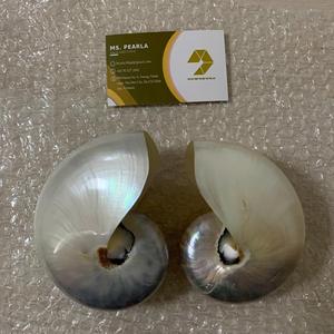 เปลือกหอยธรรมชาติขนาดใหญ่ยกระดับกิจกรรมของคุณตกแต่งชายหาดและทิวทัศน์ทางน้ำขายส่ง - Product Image 2