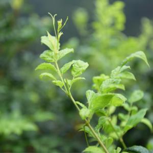 Bán buôn, số lượng lớn trà Berry Trung Quốc thủ công với giá nhà máy thuận lợi nhất từ đồn điền trà của công ty - Product Image 2