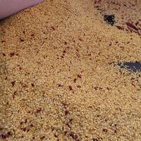 Graines de piment, vente exceptionnelle, nouveaux produits, couleur jaune, graines de poivre, piment, vente en gros, depuis 30 ans