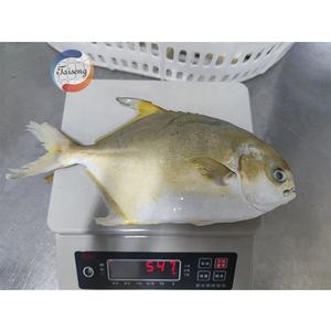 Proveedor de China, alta calidad, cultivo congelado, pez Pompano dorado, pompano dorado halal, precio al por mayor 200-300 300-500.600-800 - Product Image 3