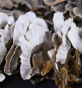 גבוהה באיכות יבש אורגני טורקיה זנב פטריות מיובש טורקיה זנב פטריות כל - Product Image 5