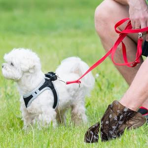 Bolsas para Desechos de Perros Bestpet - Bolsas de Plástico para Excrementos de Perros - Desechables y Aptas para Desechos de Mascotas - Product Image 5