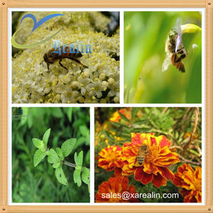 Fabrieksprijs Citroenmelisse Extract/Melissa Officinalis Extract Poeder 8% Citroenmelisse Flavonoïde - Product Image 4