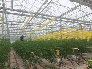 Tropische polycarbonaat PC-kassen en commerciële hydroponische teeltsystemen voor tomaten, sla en aardbeien - Product Image 6