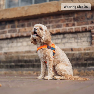 <span class=keywords><strong>Harnais</strong></span> extérieur pour <span class=keywords><strong>chien</strong></span> avec poignée de maintien <span class=keywords><strong>Harnais</strong></span> pour <span class=keywords><strong>chien</strong></span> avec anneau en D pour la randonnée et l'entraînement à la course - Product Image 5