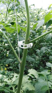 Crochets à tomates avec <span class=keywords><strong>ficelle</strong></span>, crochets de support de tomate, crochets porte-tomates - Product Image 6