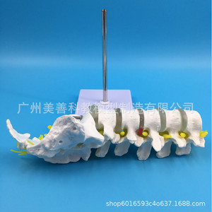 Modèle de vertèbre lombaire humaine 1:1, modèle de vertèbre lombaire naturelle, comprenant cinq vertèbres lombaires, coccyx, bassin, disques intervertébraux - Product Image 2