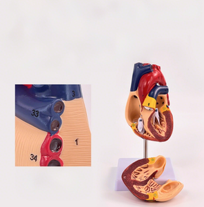 Patolojik analiz için şeffaf PVC kalp modeli | Hastalık simülasyonu - Product Image 2