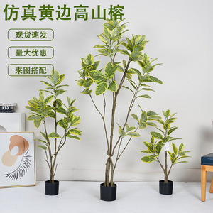 Árbol Artificial de Banyan con Borde Amarillo Dream Castle, Planta Decorativa para Interiores, Jardín y Paisajismo - Product Image 1
