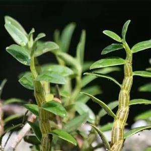 덴드로비움 칸디둠 추출물 분말 덴드로비움 칸디둠 추출물 덴드로비움 다당류 8% 10:1 20:1 - Product Image 2