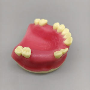 Model palsu gigi rahang atas hilang dan alat dental dasar untuk gigi lembut - Product Image 2