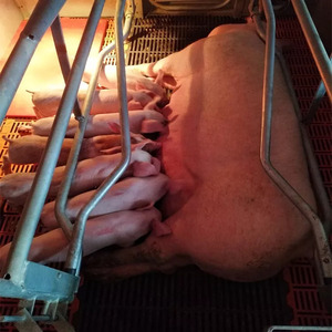 Lợn nái đẻ giường lợn thiết bị Chăn Nuôi Lợn nái bút farrowing bút để bán farrowing Thùng - Product Image 5