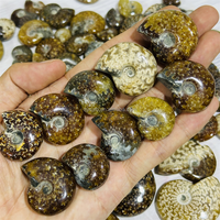 Petite ammonite fossile de haute qualité, provenant de Madagascar, couleur foncée, pour décoration intérieure ou pendentif de bijoux