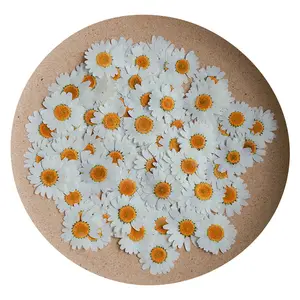 زهور أقحوان مجففة طبيعية, زهور أقحوان مضغوطة مجففة حقيقية ، من مجموعة اصنعها بنفسك ، عرض ساخن