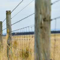 Clôture en treillis métallique galvanisé pour prairies Clôture en fil de fer tissé à nœud fixe pour les champs de bovins, de cerfs, de moutons et de porcs pour usage agricole