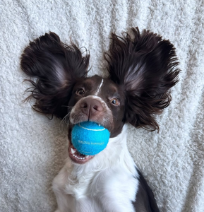 Palla da Tennis per Cani Okeypets, Giocattolo Interattivo per Addestramento, Personalizzabile con Logo, Palla da Masticare per Cani - Product Image 4