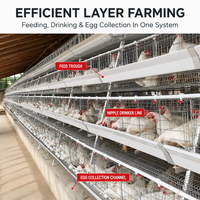 40000 oiseaux, équipement avicole, cages d'alimentation pour poulets, système de batterie pour poules pondeuses de type A à 3/4 niveaux, à vendre au Kenya