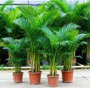 Palma <span class=keywords><strong>da</strong></span> Giardino in Vaso - Phoenix Canariensis - Resistente - Palma della Giara delle Isole Canarie - Per <span class=keywords><strong>Esterni</strong></span> - Altezza 80-100cm - Vaso 19cm - Product Image 4