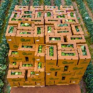 Bán buôn Trắng sóng bushel hộp cho rau tươi Wax-Coated vận chuyển hộp với UV Matt cán và dập nổi - Product Image 6