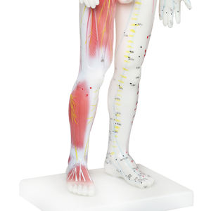 نموذج الوخز بالإبر الصينية, نموذج الوخز بالإبر الصينية مع العضلات 60/85/170 سنتيمتر نموذج نقطة الوخز بالإبر لجسم الإنسان - Product Image 5