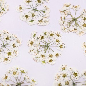 <span class=keywords><strong>Fiori</strong></span> Veri Pressati in Sfera Meadow Sweet Flower - Product Image 3