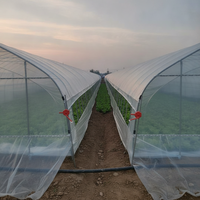 Serre tunnel agricole simple travée robuste avec structure en acier galvanisé et film PE pour l'agriculture maraîchère