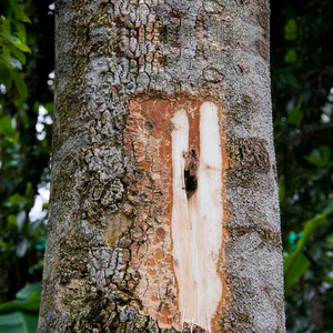 Prix de gros en gros: 100% Bougies et parfums de soin de la peau à l'huile de bois d'agar indien naturel pur - Product Image 4