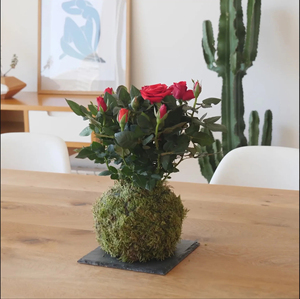 Kokedama สวนกุหลาบของขวัญแปลกใจสำหรับวันซานต์จอร์ดิ - Product Image 3