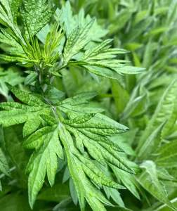 100% reines traditionelles chinesisches Kräuter-Blumea-Öl für <span class=keywords><strong>Massage</strong></span> und Aroma therapie zur Verfügung gestellt frei Probe - Product Image 3