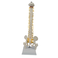 Modèle de colonne vertébrale de taille moyenne avec os du bassin et des jambes (type suspendu)-Outil d'enseignement médical