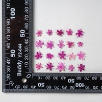 Fleur séchée de Symplocos Paniculata et bois de santal blanc pressé pour marque-pages et coques de téléphone – Matériel de nail art DIY fait main en gros