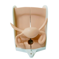 Enseignement des sciences médicales Enseignement du contrôle des naissances Utérus féminin Contraceptif intra-utérin DIU Formation Modèle de guidage anatomique