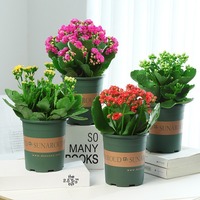 Tanaman Kalanchoe Golden Fox dalam Pot, Bunga Ganda, Bunga Besar, Kuncup Bunga - Mudah Tumbuh di Dalam Ruangan, Empat Musim, Tahan Radiasi