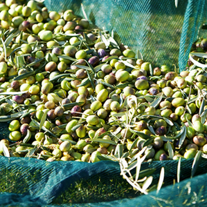 Filet <span class=keywords><strong>anti</strong></span>-épine fort pour la récolte des olives Filet d'olive de couleur verte à vendre - Product Image 4