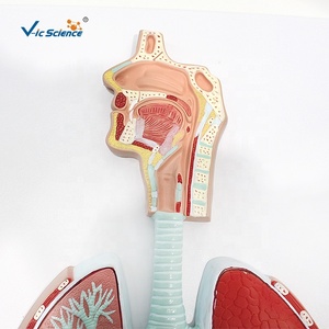 Modelo Anatómico del Sistema Respiratorio Humano y Alvéolos Ampliados para la Enseñanza de Medicina Respiratoria en Facultades de Medicina, con Certificación CE, ISO y ROHS - Product Image 5