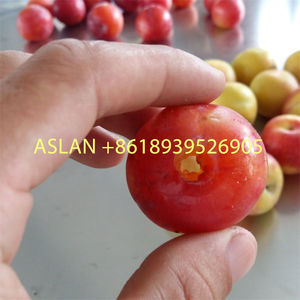 เครื่องแยกเม<span class=keywords><strong>ล</strong></span>็ดผลไม้ <span class=keywords><strong>ราคา</strong></span>โรงงาน สำหรับพลัม เชอร์รี่ พีช มะกอก อินทผลัม - Product Image 6