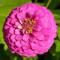 Petani Almanac Zinnia Premium non-gmo polinasi terbuka 200 Dahlia campuran bunga USA untuk taman rumah dalam pot atau