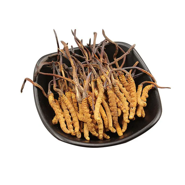 Dried Dong chong xia cao Whole Cordyceps sinensis Buy Cordyceps sinensis extract Powder