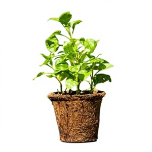 Maceta de Fibra de Coco Orgánica - Contenedor de Cultivo Biodegradable para Jardinería Ecológica - Product Image 1
