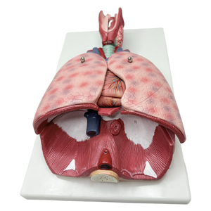 Modèle de <span class=keywords><strong>poumon</strong></span> grandeur nature 3/4, modèle d'<span class=keywords><strong>anatomie</strong></span> du larynx, du cœur et du <span class=keywords><strong>poumon</strong></span>, avec 7 parties amovibles pour l'enseignement, modèle de torse humain - Product Image 2