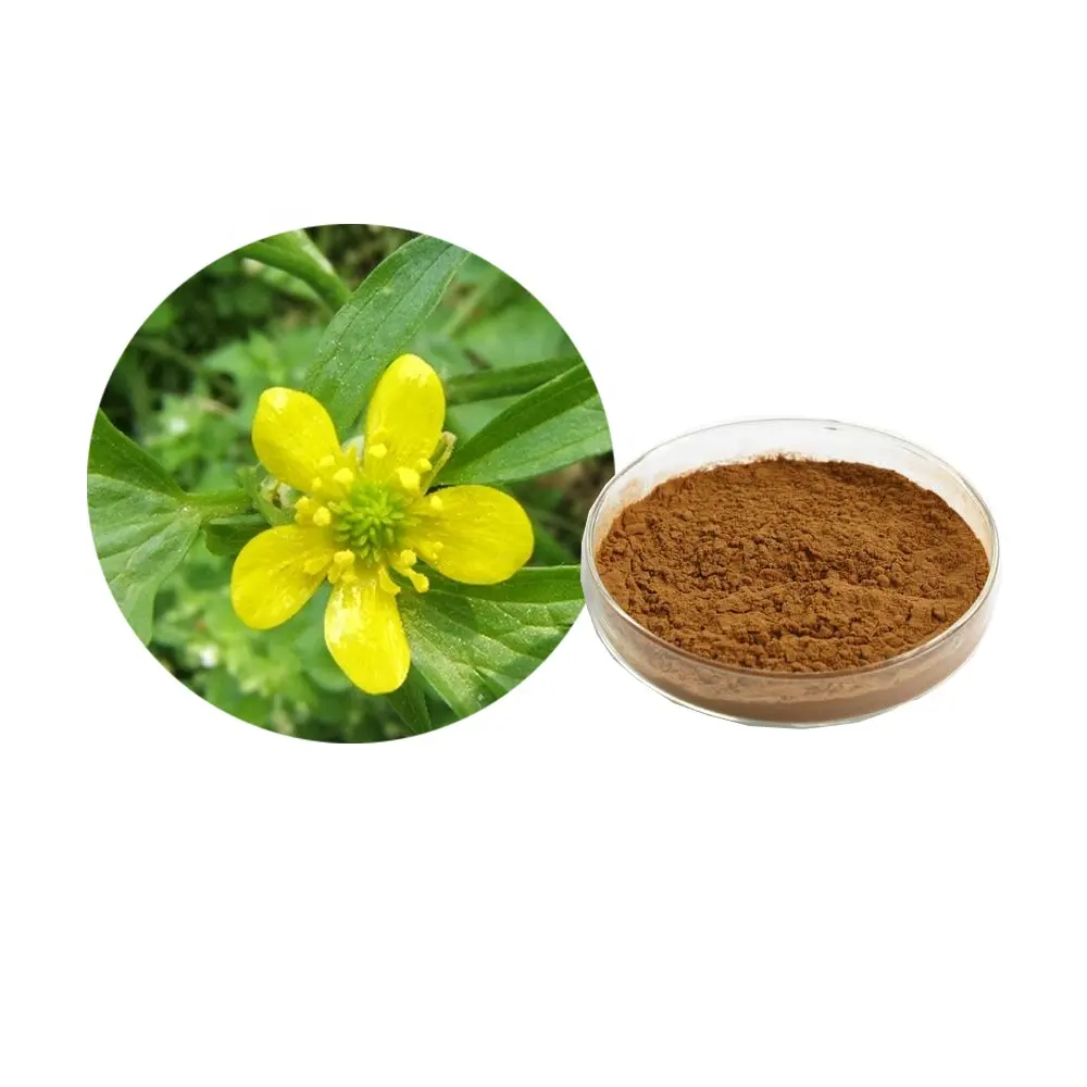 herbal Cat's Claw Extract Powder 1%-3% Cat's Whiskers P E